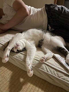 猫と望月