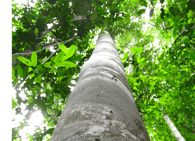 コパイバマリマリ樹木